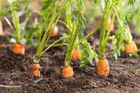 vârfuri de morcovi din varice foto înainte și după
